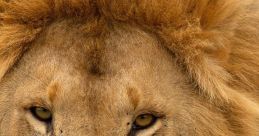 Majestic lion with a thick mane, fierce gaze, and distinct features, showcasing the beauty of wildlife.