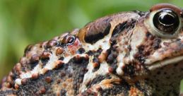 Close-up of a textured toad resting on a stone surface, showcasing its unique colors and patterns in a natural setting.