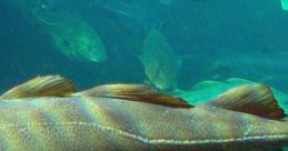 Close-up of a cod swimming in clear ocean waters, showcasing its unique color patterns and aquatic environment.