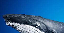 Close-up of a whale's head against a blue background, showcasing its distinctive features and majestic presence in the ocean.