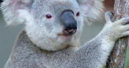 A koala resting on a eucalyptus tree, showcasing its unique features and natural habitat in Australia’s wildlife.