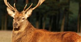 Animals of Ireland Ireland possesses a fascinating variety of wildlife: deer, birds, bats, voles, shrews, and badgers.