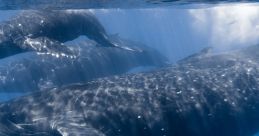 Humpback Whale Songs - Maui Hawaii Maui Hawaii is well known for it's surfing, sun and wonderful vacation atmosphere. But