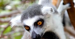 Lemur with striking orange eyes and gray fur perched on a tree branch in a lush, tropical environment, showcasing exotic beauty.