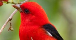 Vibrant red bird perched on a branch among green leaves, showcasing the beauty of wildlife and avian diversity.