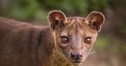 Curious animal with distinctive ears and eyes, standing on lush green grass in a natural setting.