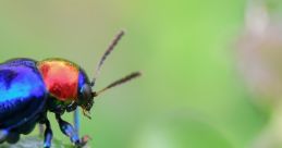 Colorful insect with vibrant blue and red markings on a green leaf, showcasing nature's diversity in the insect world.