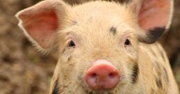 Curious piglet with a distinctive coat exploring its grassy surroundings on a farm. Adorable farm animal in nature.