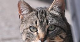 Close-up of a curious tabby cat lounging on the ground, showcasing its striking green eyes and beautiful striped fur.