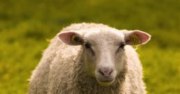 Fluffy sheep standing in a green pasture, showcasing its soft wool and calm demeanor in a serene rural setting.