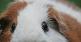 Close-up of a brown and white guinea pig resting on green grass, with a carrot in front, showcasing its curious expression.