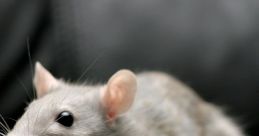 Close-up of a curious gray rat exploring a textured surface, showcasing its whiskers and inquisitive expression.