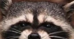 Raccoon with an evil grin, clasping its paws, exuding mischievous vibes perfect for "evil laughs" themes.