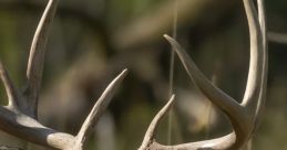 Close-up of a majestic deer displaying impressive antlers in a natural setting, showcasing wildlife beauty and grace.