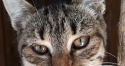 Close-up of a curious tabby cat with striking green eyes, showcasing its playful and inquisitive nature.