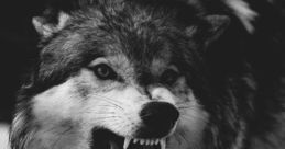 Random Lobo The first that comes to mind when thinking about Random Lobo is the howl of a lone wolf echoing through the