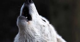 Random 狼 The first related to the subject of Random 狼 is the eerie howl of a wolf, known as 狼嚎 in Chinese. This