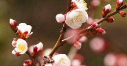 Random 梅 梅干, a unique that evokes memories of traditional Japanese cuisine. The of a plum being dried and preserved,