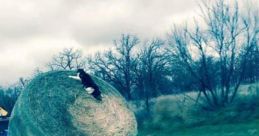 A cat perched atop a large hay bale being transported on a truck, showcasing rural life and unexpected animal antics.