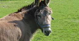 Brown donkey standing in a green pasture, showcasing its distinct features and friendly demeanor under sunlight.