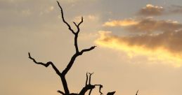 Bushveld The first that greet you in the Bushveld S are the gentle chatter of birds waking up at dawn. The melodic chirping