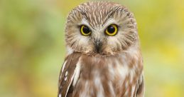 Owl You can immerse yourself in the captivating of nature with these incredible field recordings of various owl species