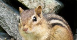 Chipmunk If you're in the mood for something light-hearted and silly, the Chipmunk Mix is the perfect choice. The