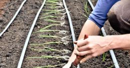 Planting If you close your eyes and listen carefully, you can almost hear the soft rustling of dirt as it is being raked and