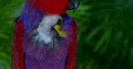 Parrot The of parrots are truly fascinating and diverse, ranging from soft chirps to loud screeches, each with its own