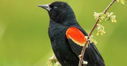 Blackbird You can play and download a wide variety of related to the subject of Blackbird S. The includes recordings of