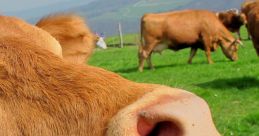 Close-up view of a brown cow's face grazing in a green pasture with hills in the background, showcasing its peaceful demeanor.