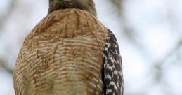 Hawk In the stillness of the forest, a sharp cry pierced through the air, followed by the rustling of leaves and the beating