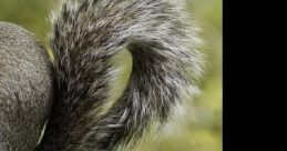 Squirrel Grounduirrel First Chirp fills the air with a sudden burst of , piercing through the quiet of the canyon. The