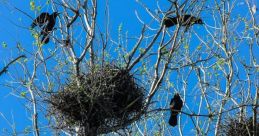 Nest You can hear the soft and delicate chirping of baby birds in Nest S. The sweet melody of their chirps fills the air,