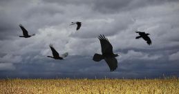 Crows You can hear the distinctive call of the American Crows, echoing through the air. Their caws resonate, creating a