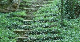 Forrest The gentle rush of a small waterfall in the forest provides a soothing backdrop to the chirping of birds in the