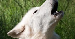 White wolf howling in tall grass, showcasing its powerful vocalization and striking presence in nature.