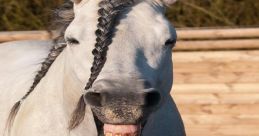 Horses Here are a of various that are related to horses. From the peaceful and rhythmic of a horse walking on sand to the