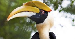 Hornbill The recording captures the vibrant morning atmosphere near Marafa in Kenya's Coast Province. The melodic calls of