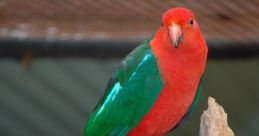 Australian-Parrot The first , Galah03, is a sweet melody that is distinctly Australian parrot. The chirping of the galah