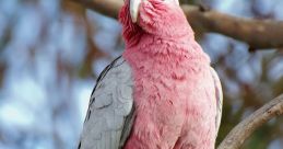 Galah The melodic chattering of the Galah parrot fills the air with a symphony of . Each chirp anduawk is like a al note