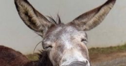 Donkey You can play and download these here: Donkey Braying #donkey #owi #noises #donkey #braying, Donkey Braying Call