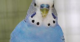 Budgie The melodic of budgies chirping fills the room, their high-pitched voices intertwining in a symphony of nature. Each