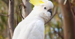 Cockatoo The piercing screeches of cockatoos and parrots can be heard echoing through the rural outskirts of Melbourne.