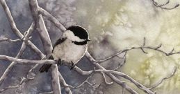 Chickadee Binaural Chickadee #chickadee #hookeaudio #bird #binaural #nature Immerse yourself in the mesmerizing of the