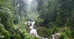 Black-Forest Immerse yourself in the enchanting of the Black Forest with the melodic chimes of a traditional Kuckucksuhr.