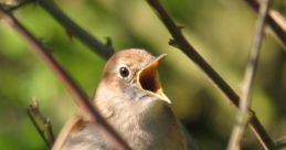 Nightingale The nightingale, a symbol of beauty and joy in the natural world, sings its enchanting melody in the tranquil