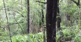 Bushwalk The of an Australia Bushwalk are truly captivating, offering a symphony of natural melodies that are unique to the