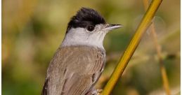 Blackcap If one were to wake up early in the morning and step outside, they might be greeted by the melodious of the