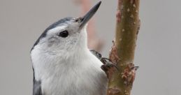 Nuthatch The of a nuthatch singing is a distinct and melodious one that can often be heard echoing through the forest.